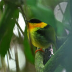 manakin à col orange manakin à col orange