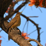 merle fauve merle fauve