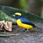 organiste à calotte jaune organiste à calotte jaune