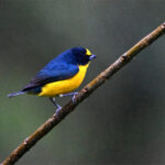 organiste à gorge jaune organiste à gorge jaune