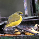 organiste à gorge jaune femelle organiste à gorge jaune femelle
