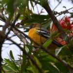 oriole de Baltimore