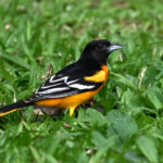 oriole de Baltimore oriole de Baltimore