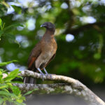 ortalide à tête grise ortalide à tête grise