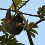 paresseux à deux doigts paresseux à deux doigts