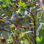 paruline azurée femelle