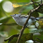 paruline à flancs marron femelle paruline à flancs marron femelle