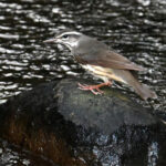 paruline hochequeue paruline hochequeue