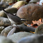 paruline des ruisseaux paruline des ruisseaux