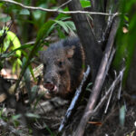 pécari à collier pécari à collier