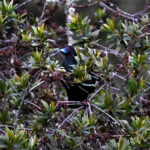 pénélope unicolore