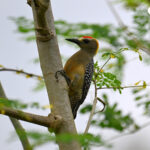 pic de Hoffmann pic de Hoffmann