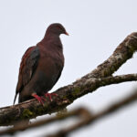 pigeon à bec rouge pigeon à bec rouge