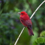 piranga vermillon piranga vermillon