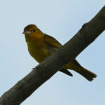 piranga vermillon femelle piranga vermillon femelle