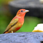 piranga vermillon immature piranga vermillon immature