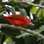 piranga vermillon piranga vermillon