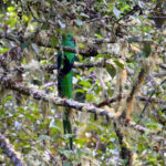 quetzal resplendissant