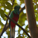 quetzal resplendissant