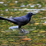 quiscale à longue queue quiscale à longue queue