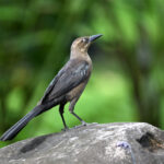 quiscale à longue queue femelle quiscale à longue queue femelle