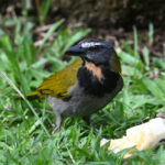 saltator grandbois saltator grandbois