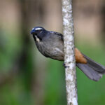 saltator gris saltator gris