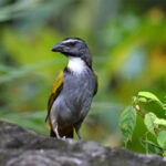 saltator à tête noire saltator à tête noire