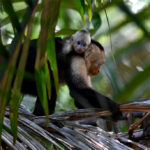 sapajous du Panama sapajous du Panama