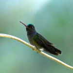 saphir d'Elicia saphir d'Elicia