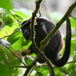 singe hurleur à manteau singe hurleur à manteau