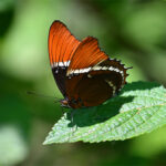 Siproeta epaphus Siproeta epaphus