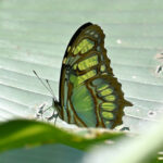 siproeta stelenes
