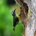 sucrier à ventre jaune sucrier à ventre jaune