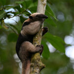 tamandua tamandua