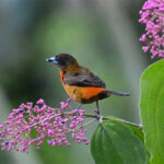 tangara du Costa Rica femelle tangara du Costa Rica femelle