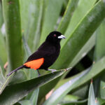 tangara du Costa Rica tangara du Costa Rica