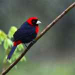 tangara ceinturé tangara ceinturé