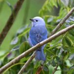 tangara évêque tangara évêque