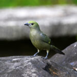 tangara des palmiers tangara des palmiers