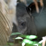 bébé tapir bébé tapir