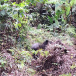 tapir bien caché tapir bien caché