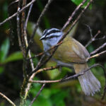 tohi ligné tohi ligné