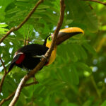 toucan de Swainson toucan de Swainson