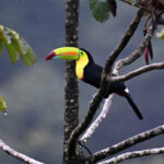 toucan à carène toucan à carène