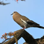tourterelle à ailes blanches tourterelle à ailes blanches