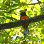 trogon de Baird trogon de Baird
