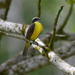 tyran diadème tyran diadème