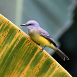 tyran mélancolique tyran mélancolique