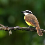 tyran quiquivi tyran quiquivi